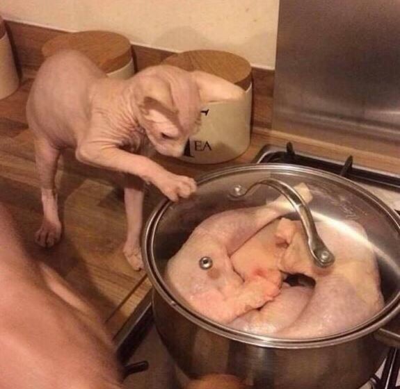cursed food - hairless cat chicken