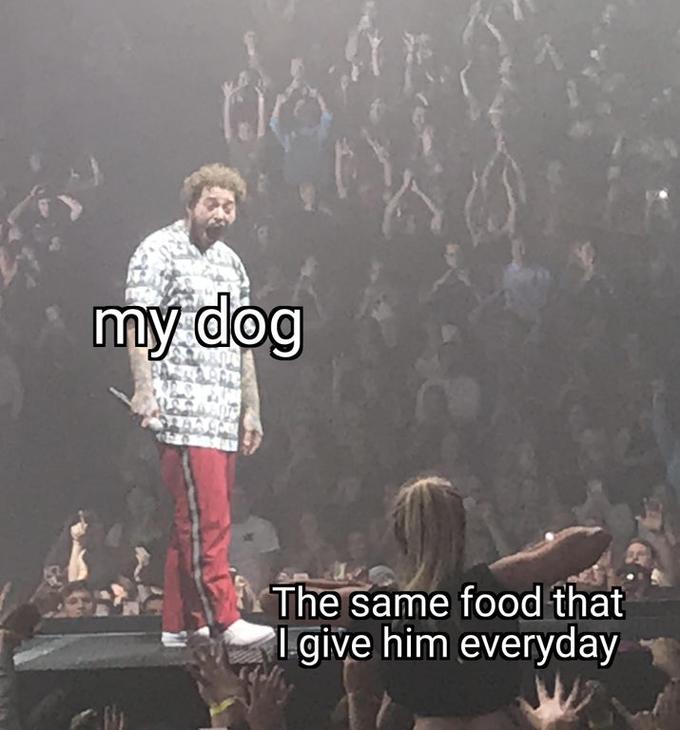 post malone - SwaggerSouls - my dog The same food that I give him everyday