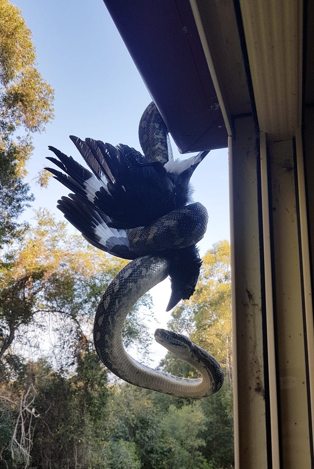 python vs currawong