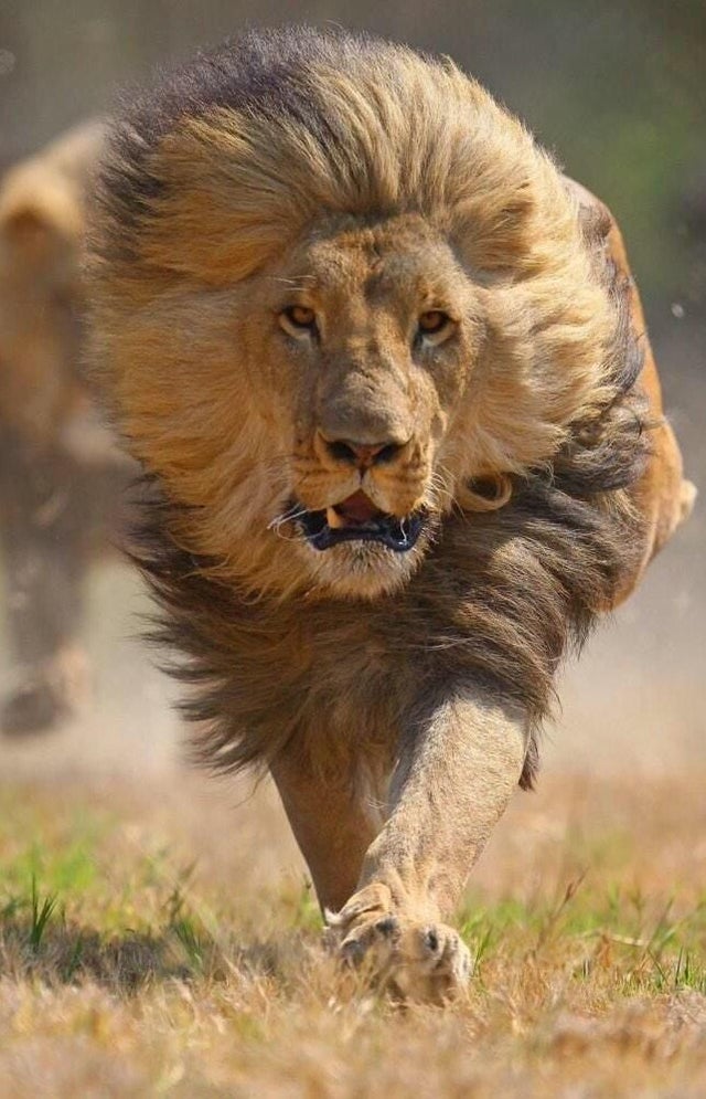 lion charging