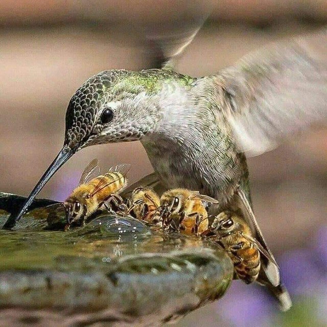 hummingbird and bees drinking water