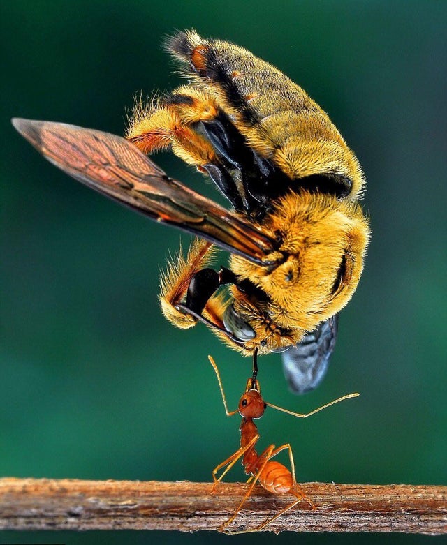 ant lifting bee