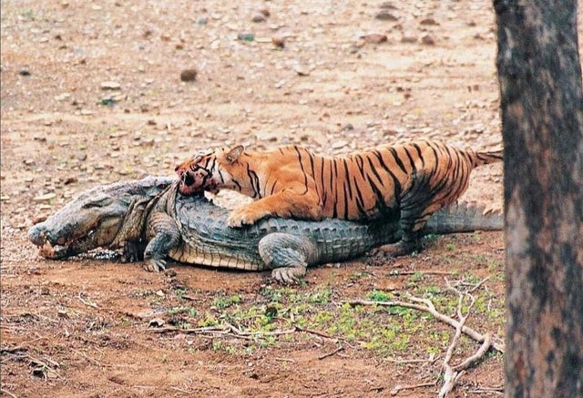 tiger killing crocodile