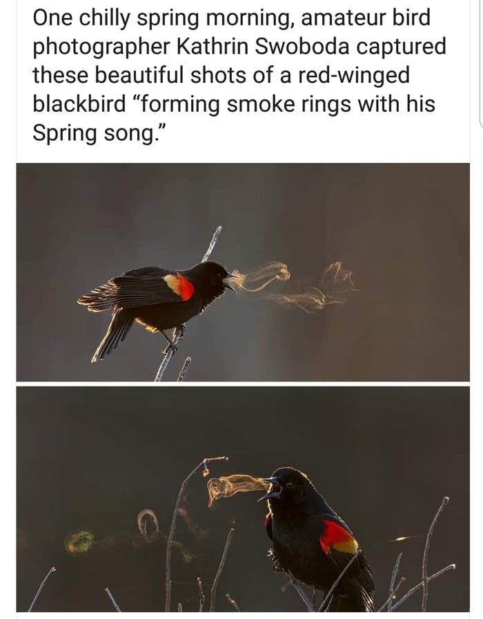 beak - One chilly spring morning, amateur bird photographer Kathrin Swoboda captured these beautiful shots of a redwinged blackbird "forming smoke rings with his Spring song."
