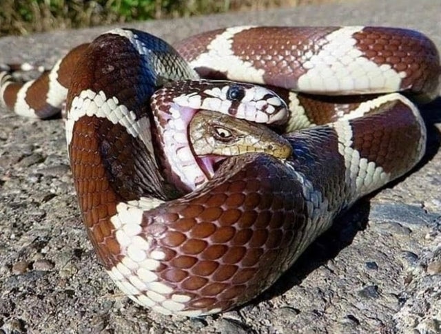 snake inside snake