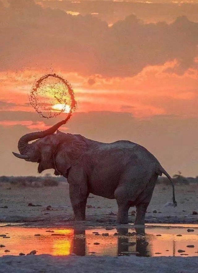 elephant water