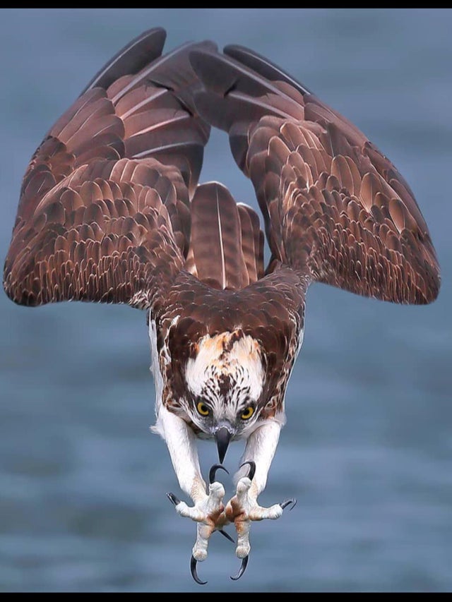 osprey dive
