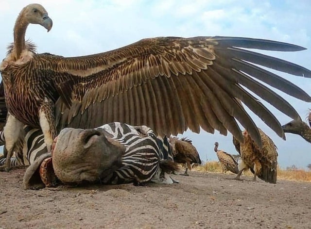 zebra vulture
