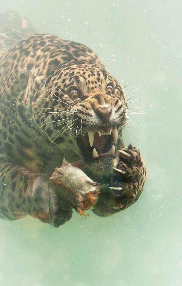 herbert van der beek jaguar