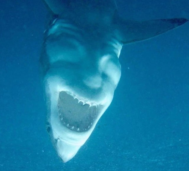 shark devil face