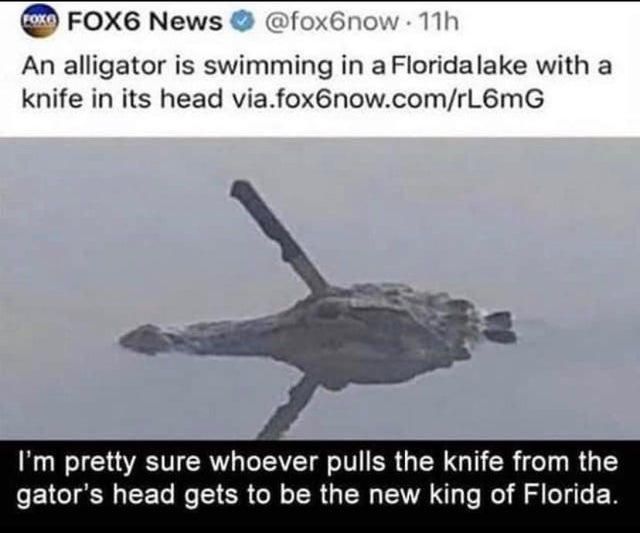 meme - alligator knife in head meme florida - Coko FOX6 News . 11h An alligator is swimming in a Florida lake with a knife in its head via.fox6now.comrL6mG I'm pretty sure whoever pulls the knife from the gator's head gets to be the new king of Florida.