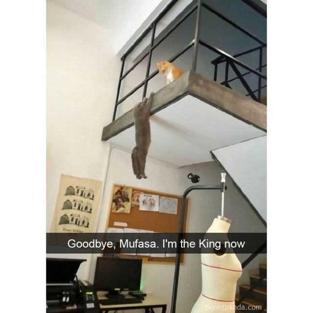 meme - goodbye mufasa i m the king now - Goodbye, Mufasa. I'm the king now Doredpanda.com