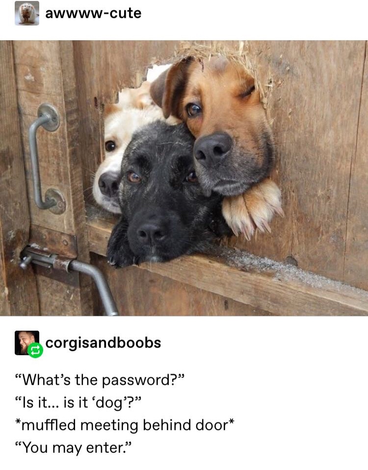 whats the password dog - awwwwcute Scorgisandboobs "What's the password?" "Is it... is it 'dog?" muffled meeting behind door "You may enter."