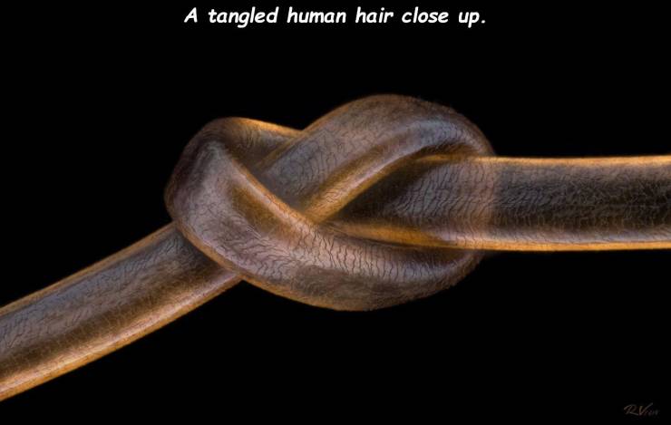 close up - A tangled human hair close up.