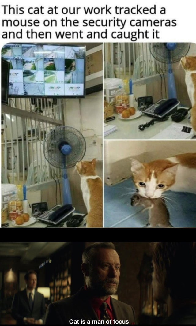 best meme 2019 - cat catching mouse through cameras - This cat at our work tracked a mouse on the security cameras and then went and caught it Cat is a man of focus