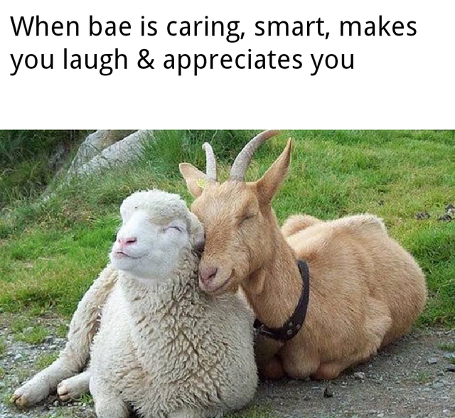 wholesome meme - sheep and goats - When bae is caring, smart, makes you laugh & appreciates you