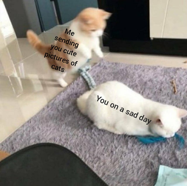 wholesome meme - Cat - Me sending you cute pictures of cats You on a sad day