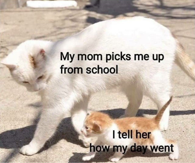 wholesome meme - funny kitten - My mom picks me up from school I tell her how my day went