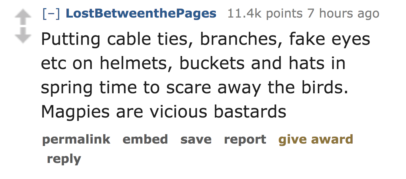 ask reddit - Putting cable ties, branches, fake eyes etc on helmets, buckets and hats in spring time to scare away the birds. Magpies are vicious bastards permalink embed save report give award