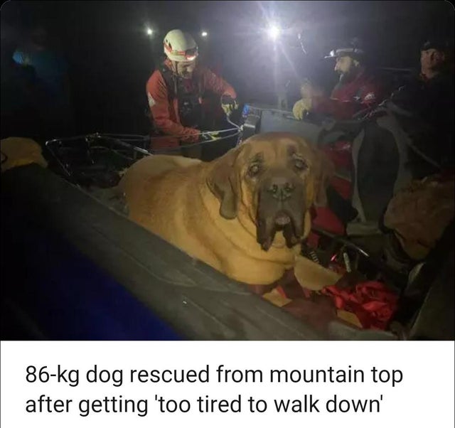 dog - 86kg dog rescued from mountain top after getting 'too tired to walk down'