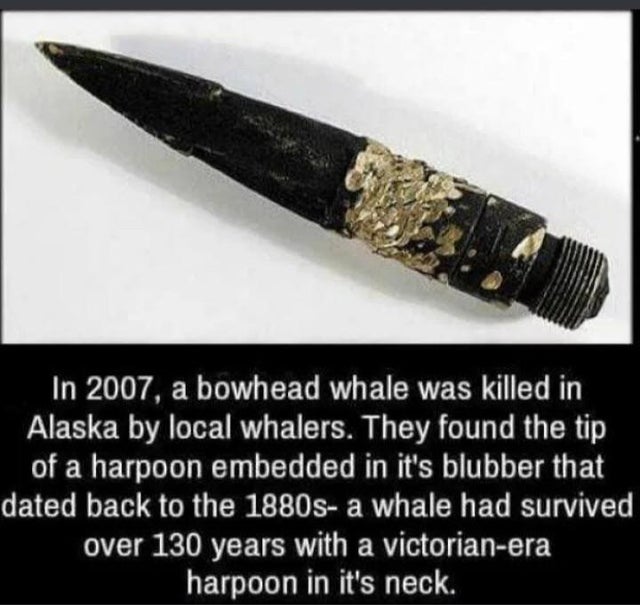 bowhead whale with harpoon - In 2007, a bowhead whale was killed in Alaska by local whalers. They found the tip of a harpoon embedded in it's blubber that dated back to the 1880s a whale had survived over 130 years with a victorianera harpoon in it's neck