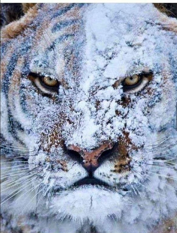 tiger after battle in snow