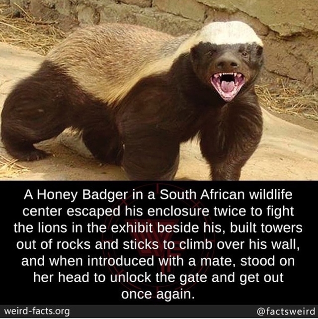 honey badger don t care - A Honey Badger in a South African Wildlife center escaped his enclosure twice to fight the lions in the exhibit beside his, built towers out of rocks and sticks to climb over his wall, and when introduced with a mate, stood on he