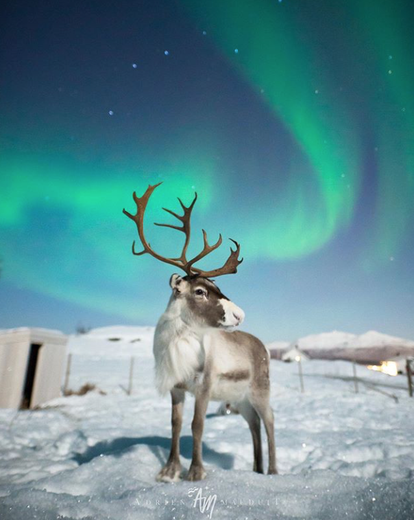 reindeer under northern lights
