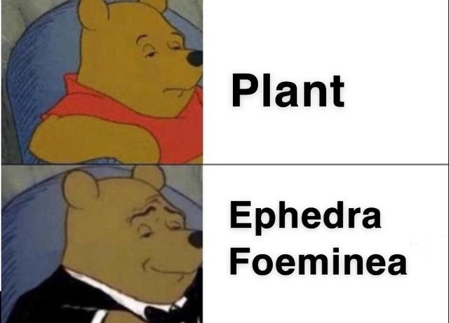 psat meme - winnie pooh meme - Plant Ephedra Foeminea