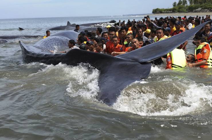 indonesian beach whale