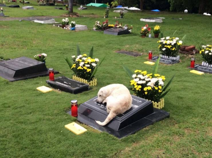 sad dog on grave