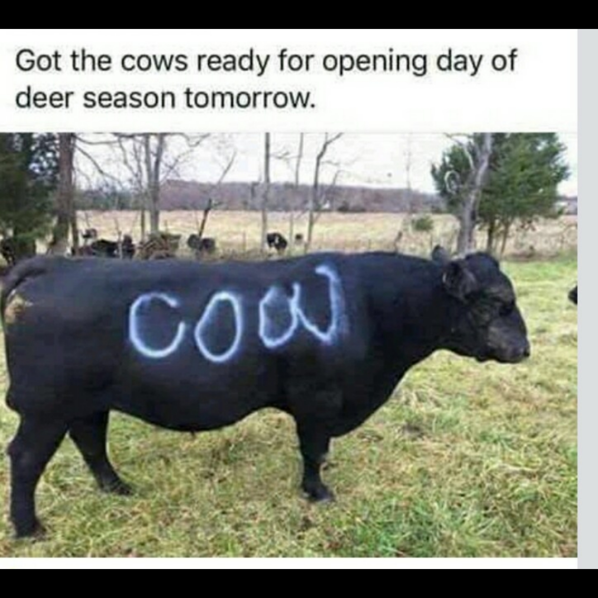 cows deer season - Got the cows ready for opening day of deer season tomorrow. Cow
