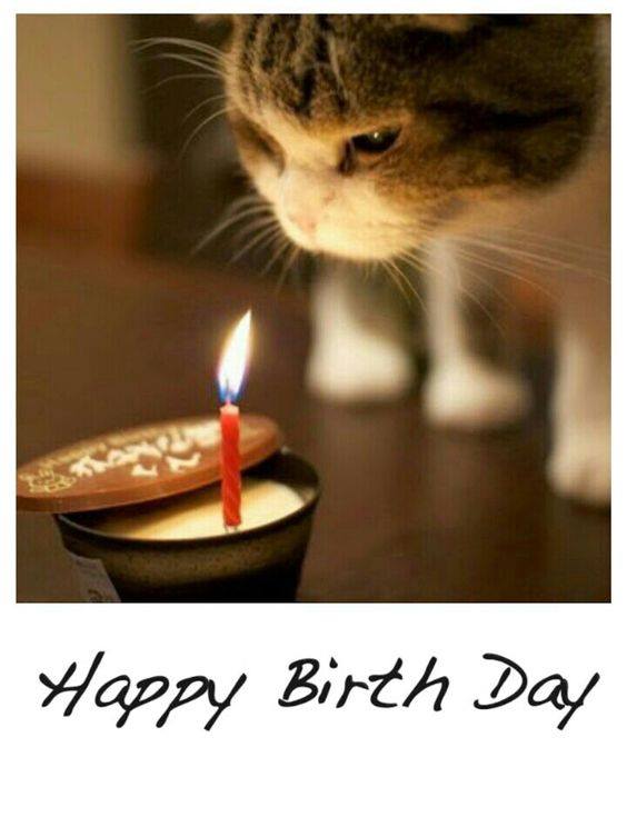 happy birthday message - happy birthday eva cat - Happy Birth Day