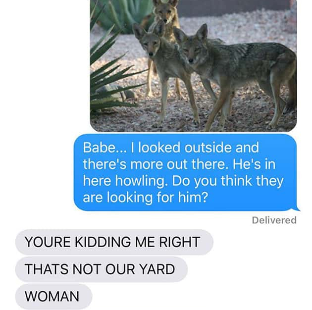 coyotes photoshop - Babe... I looked outside and there's more out there. He's in here howling. Do you think they are looking for him? Delivered Youre Kidding Me Right Thats Not Our Yard Woman