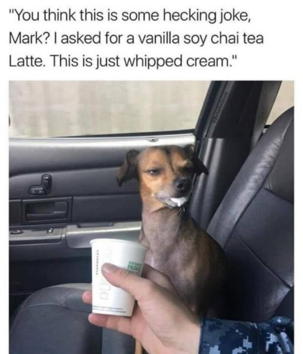 you think this is a hecking joke mark - "You think this is some hecking joke, Mark? I asked for a vanilla soy chai tea Latte. This is just whipped cream."