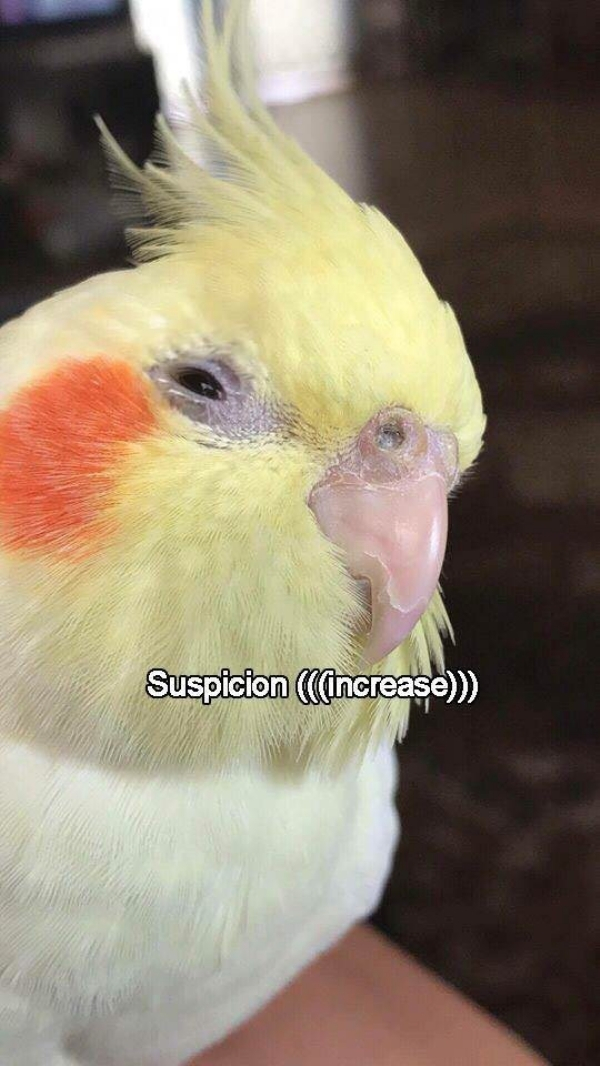 suspicious bird meme