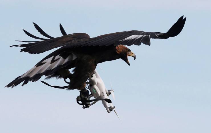eagle drone
