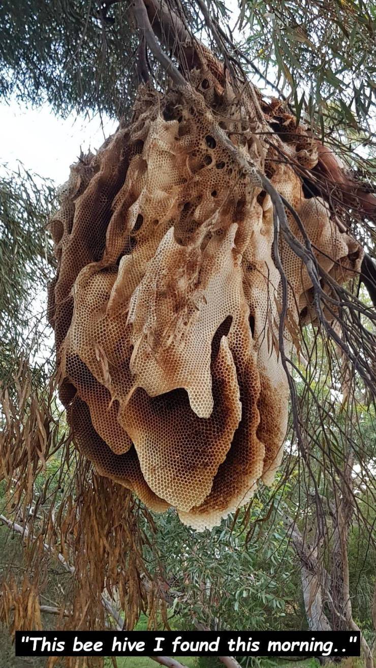 hen of the wood - "This bee hive I found this morning.."