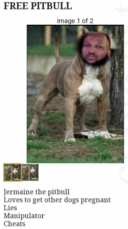 bulldog shorty - Free Pitbull image 1 of 2 Jermaine the pitbull Loves to get other dogs pregnant Lies Manipulator Cheats