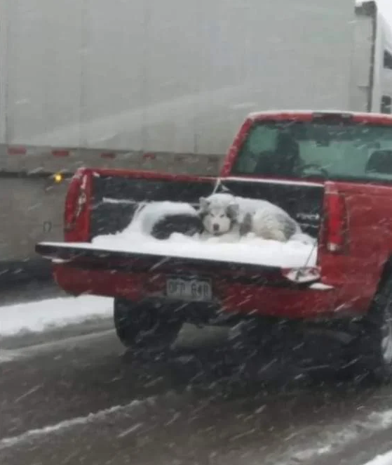 dog truck bed snow