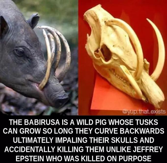 epstein meme - babirusa pig - wyup.that.exists The Babirusa Is A Wild Pig Whose Tusks Can Grow So Long They Curve Backwards Ultimately Impaling Their Skulls And Accidentally Killing Them Un Jeffrey Epstein Who Was Killed On Purpose