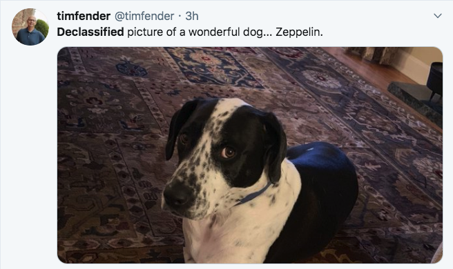 snout - timfender . 3h Declassified picture of a wonderful dog... Zeppelin.