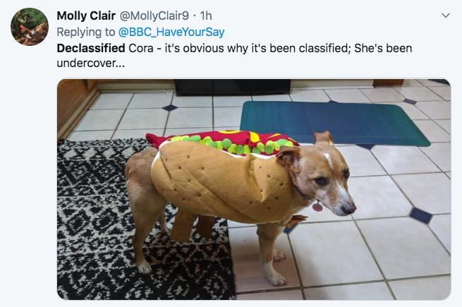 dog - Molly Clair Clair9 1h Your Say Declassified Cora it's obvious why it's been classified; She's been undercover...