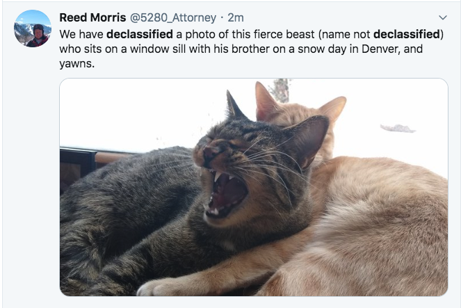 photo caption - Reed Morris 2m We have declassified a photo of this fierce beast name not declassified who sits on a window sill with his brother on a snow day in Denver, and yawns.