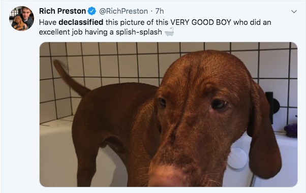 vizsla - Rich Preston 7h Have declassified this picture of this Very Good Boy who did an excellent job having a splishsplash