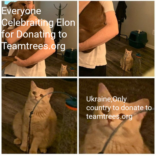 memes black widow - Everyone y Celebraiting Elon for Donating to Teamtrees.org Ukraine, Only country to donate to teamtrees.org