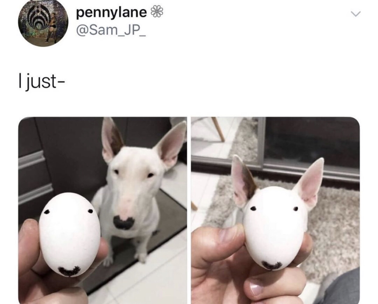 bull terrier egg meme