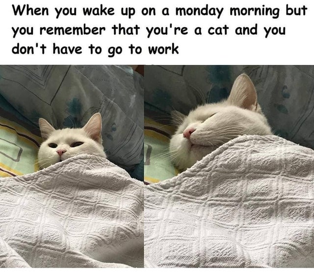fresh meme - photo caption - When you wake up on a monday morning but you remember that you're a cat and you don't have to go to work