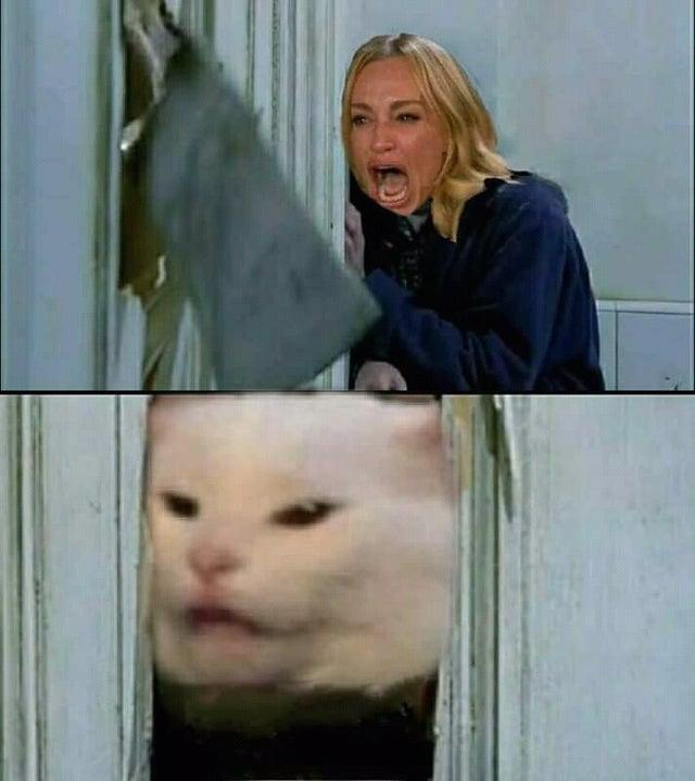 funny memes - here's johnny cat meme