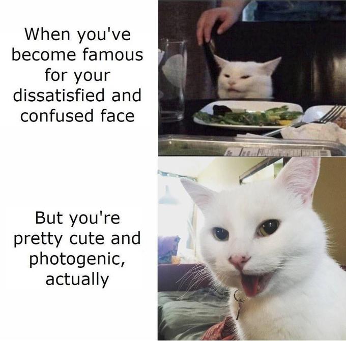 cat memes - When you've become famous for your dissatisfied and confused face But you're pretty cute and photogenic, actually